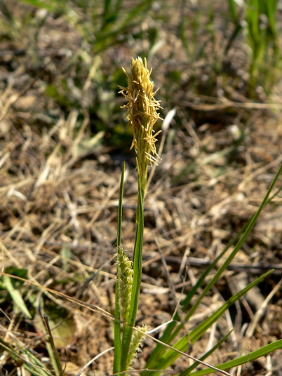 {Carex crawei}